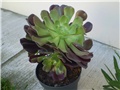 aeonium